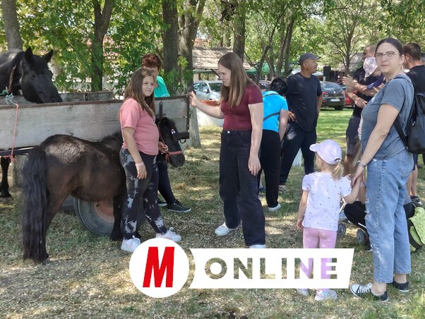 Árnyas fák alatt gyűltek össze a gyerekek és családok, hogy közelebbről is megismerkedjenek a barátságos pónikkal