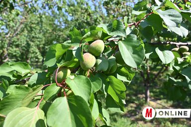Ótos András felvétele