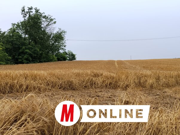 A mezőgazdasági minisztérium szerint a vasárnap esti vihar okozta károk mértékét csak a helyszíni felmérések után lehet pontosan megállapítani (Fotó: Tóth Péter felvétele)