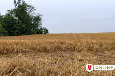 A mezőgazdasági minisztérium szerint a vasárnap esti vihar okozta károk mértékét csak a helyszíni felmérések után lehet pontosan megállapítani (Fotó: Tóth Péter felvétele)
