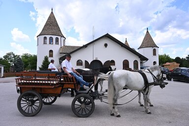 Idegenvezetés a kelebiai ménesbirtokon / Fotó: Molnár Edvárd