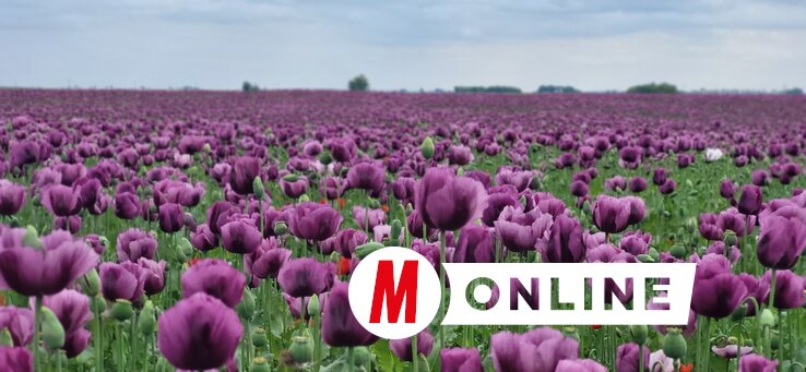 Gajenje maka na njivi moglo bi biti jedna od alternativa/fotografija Petera Tota