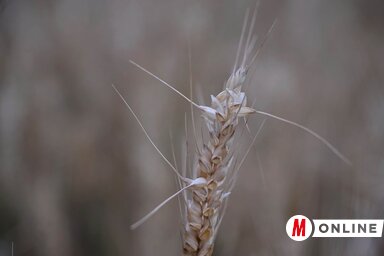 A búzában is óriási károkat okozott Észak-Bácskában a júniusi jégverés (Molnár Edvárd archív felvétele)