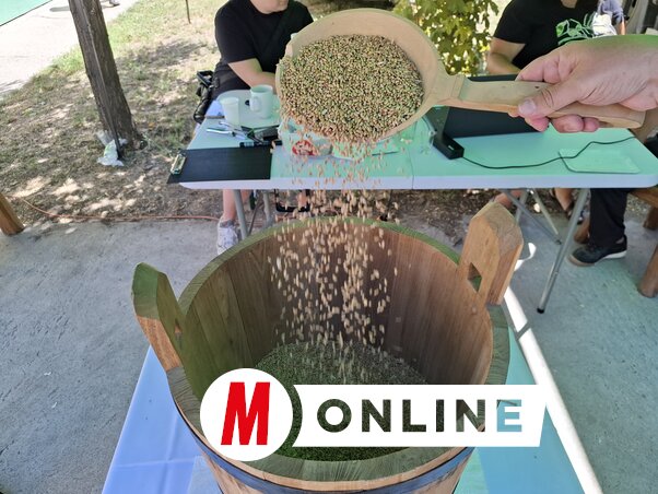A zsákokból egy kisebb mennyiséget a Kárpát-medencei közös búza összeöntésre gyűjtöjtöttek (Fotó: Kállai Göblös Nikoletta)