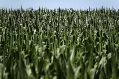 A kukorica megsínyli a tartós hőhullámot (Fotó: Beta)