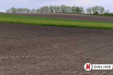 A termelők szerint az olajgyárak egységesen 40 dináros kilogrammonkénti előlegárban állapodtak meg az idei napraforgóért (Fotó: Molnár Edvárd felvétele)