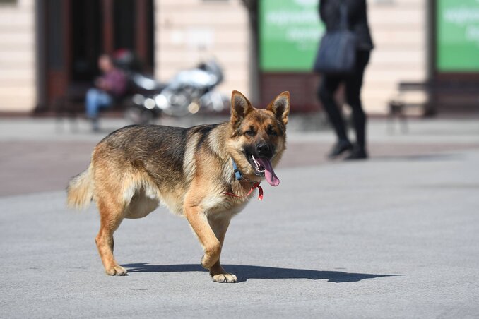 Ő sebészmaszk nélkül is vígan megvan (Fotó: Beta)