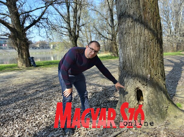 Aleksandar Marjanov: „Az öreg, korhadt fákat végső ideje kivágni” (Fotó: Gergely József)