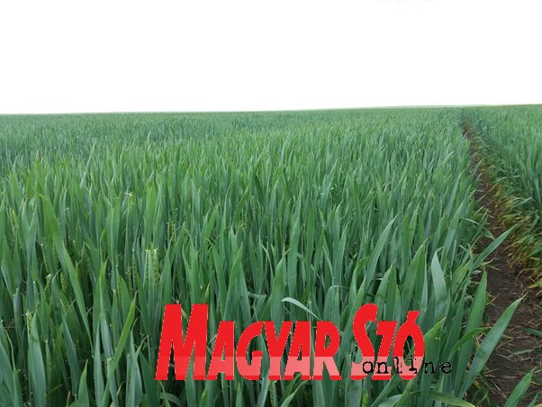 Az őszi gabona nagyon megsínylette a csapadék hiányát (Paraczky László felvétele)