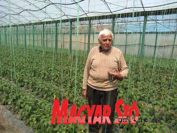 Bábinszki József negyven éve termeli a zöldségféléket (Jenei Klementina felvétele)
