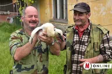 A padéi gólyamentők, Attila és József a megmentett gólyafiókával (Gergely József felvétele)