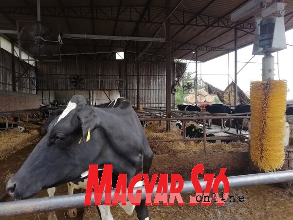 Az automata trágyaeltávolító és a ventilátorok mellett a tehenek kényelmét szolgálják az önműködő kefék is (Fotó: Tóth D. Lívia)