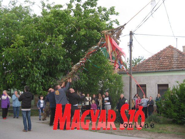 A májusfa bontásán mintegy ötvenen gyűltek össze (Kónya-Kovács Otília felvétele)
