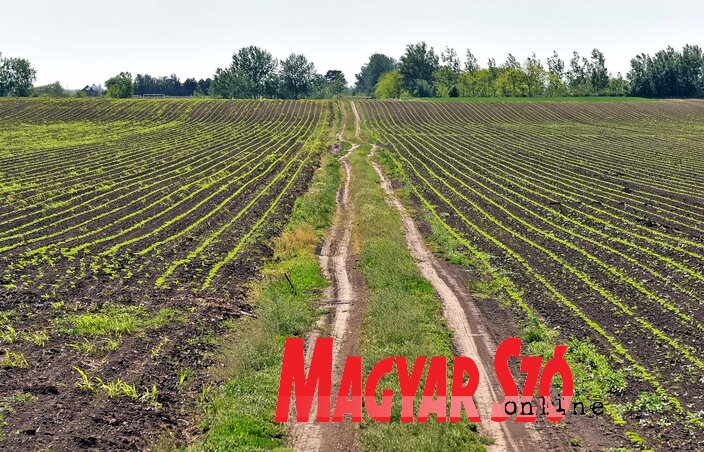 Egy mezőőrnek tízezer hektárnyi területet kell bejárnia (Fotó: Gergely Árpád)