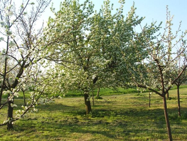 A márciusi fagyok elvitték a gyümölcstermés felét (Gergely József felvétele)