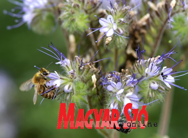 A szorgos méhek mellett sok más rovarfaj is „besegít” a megporzásba (Gergely József felvétele)