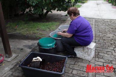 Kézzel történik a meggy válogatása és mosása (Lakatos János felvétele)