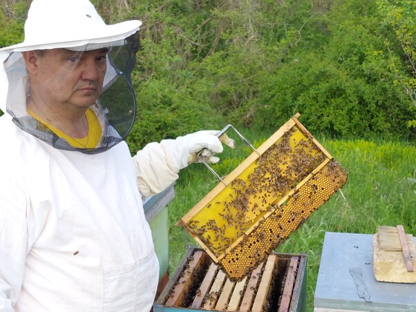Király Károly: A varroa atka irtásának egyik leghatékonyabb módja a herefiasításos keret Király Károly: A varroa atka irtásának egyik leghatékonyabb módja a herefiasításos keret
