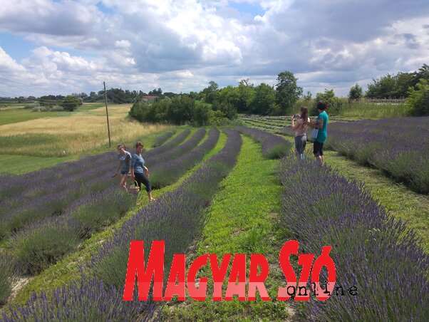 A levendulát egészen a fás részig le kell vágni (Jenei Klementina felvétele)