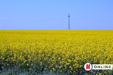 Zombor környékén egyre népszerűbb a repce (Fekete J. József felvétele)