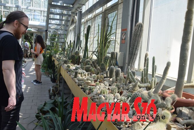 Senki sem számolja, hányféle kaktusz található a füvészkertben. De minek is? Elég az alak-, és színgazdagság