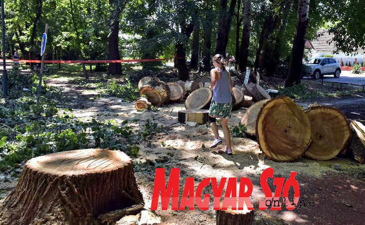 Edzés a kidőlt fa maradványai között (Gergely Árpád felvétele) Edzés a kidőlt fa maradványai között (Gergely Árpád felvétele)