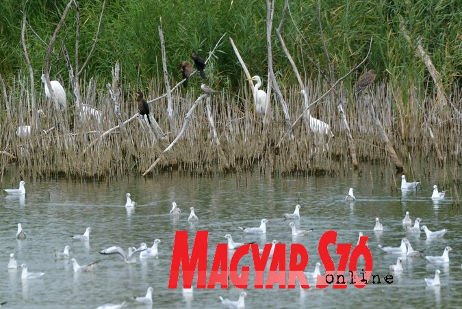 Nyárvégi madárnyüzsgés a Bátkán Nyárvégi madárnyüzsgés a Bátkán