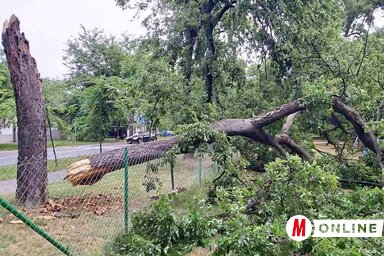 Bogyófa a játszótér kerítésén (Fekete J. József felvétele)