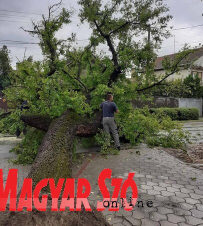 A bogyófa a teljes gyökérzetét magával rántotta (Fekete J. József felvétele)