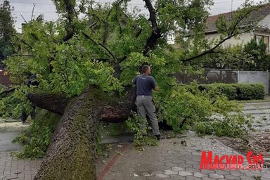 A bogyófa a teljes gyökérzetét magával rántotta (Fekete J. József felvétele)