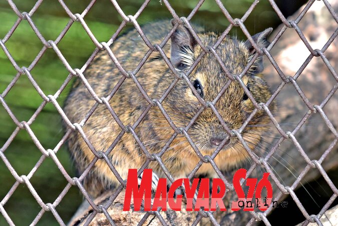 A degu egy igen kíváncsi és fürge rágcsáló (Fotó: Gergely Árpád) A degu egy igen kíváncsi és fürge rágcsáló (Fotó: Gergely Árpád)