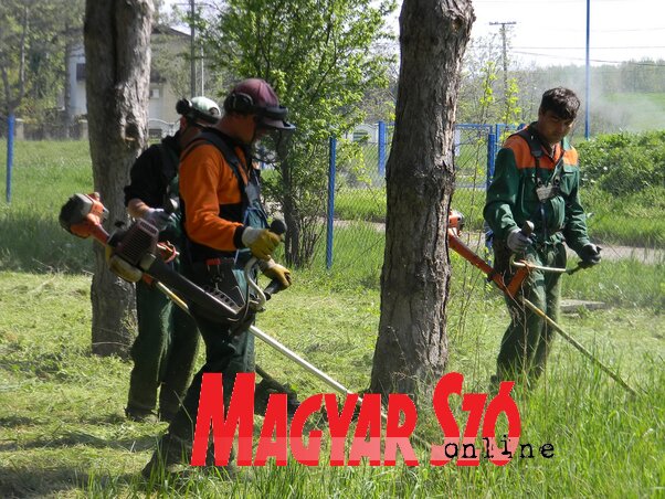 A Komunalac munkásai nem győzik a kaszálást, de a külső szolgáltató nagyon sok pénzért dolgozik (Fehér Rózsa felvétele)