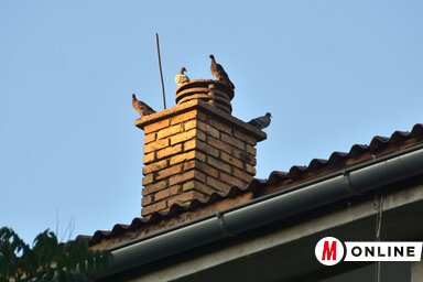 A Homok lakótelep egyik szellőzőnyílása vadócokkal (Gergely József felvétele)