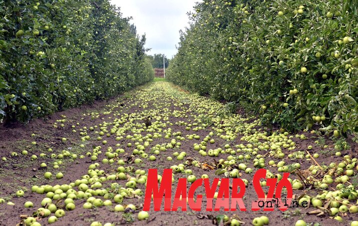 Vajon az idén lesz elegendő munkás az alma betakarításához? (Fotó: Gergely Árpád)