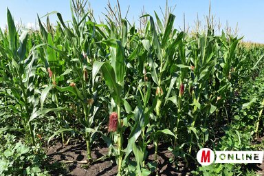 Ha igaz, jut majd kivitelre is (Ótos András felvétele)