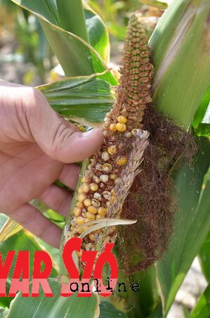 A szárazság miatt sínylődő napraforgó (Fotó: Ótos András)