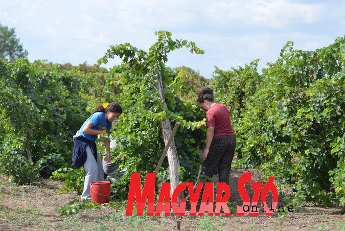 Három-négy hét múlva megkezdődhet a szüret (Lakatos János felvétele)