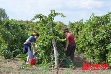 Három-négy hét múlva megkezdődhet a szüret (Lakatos János felvétele)