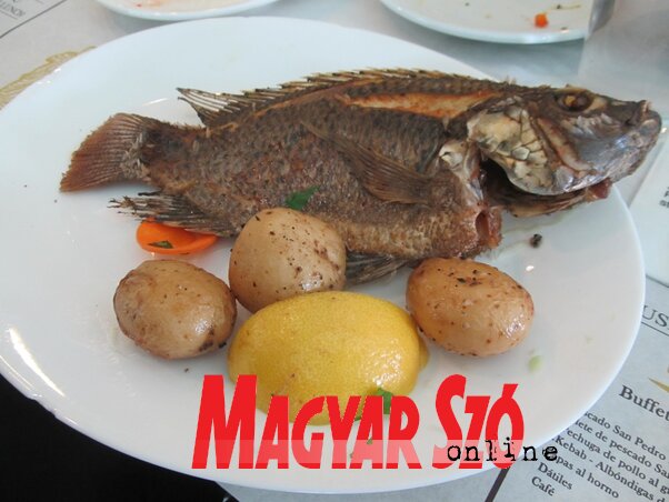 Ilyen halat ettek Jézus idejében, Tabgha (iz5.jpg)@kep Ilyen halat ettek Jézus idejében, Tabgha (iz5.jpg)@kep