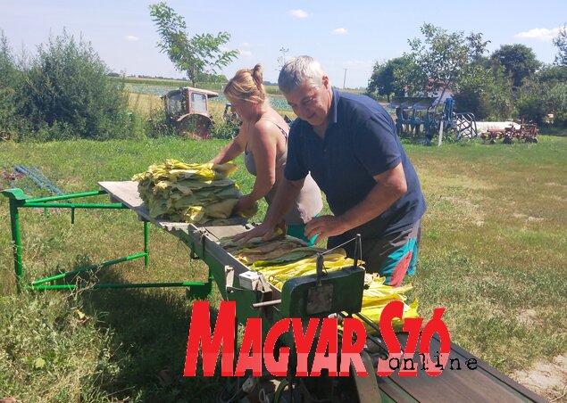 Almásiék gyakorlott kezekkel dolgoznak (Jenei Klementina felvétele) Almásiék gyakorlott kezekkel dolgoznak (Jenei Klementina felvétele)