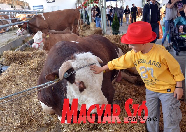 Az idén legfeljebb online lesz látogatható a rendezvény (Dávid Csilla archív felvétele)
