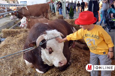 Az idén legfeljebb online lesz látogatható a rendezvény (Dávid Csilla archív felvétele)
