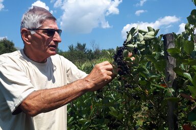 Mintegy 300 kiló első osztályú fekete berkenye nyilván leszedetlen marad, mert nincs rá kereslet, noha Svetolik Stanković jelképesnek mondható, 100 dináros áron kínálja (Fotó: Beta)
