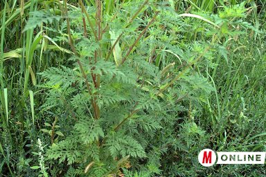 Fotó: Ótos András