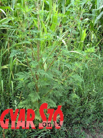 Fotó: Ótos András