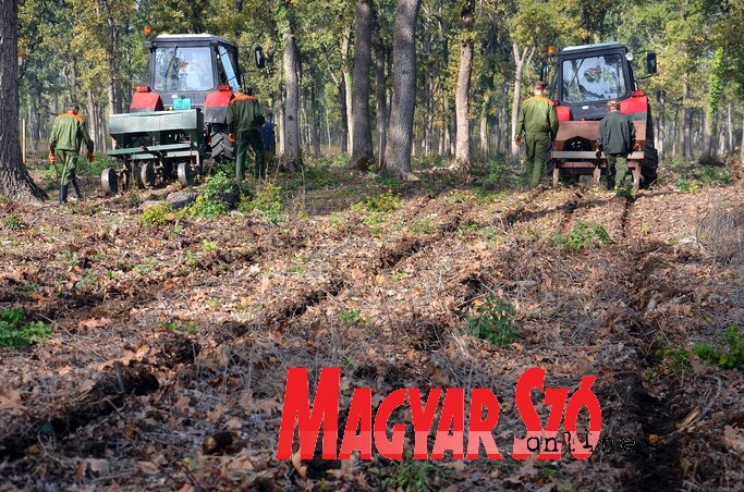 (Dávid Csilla felvétele)