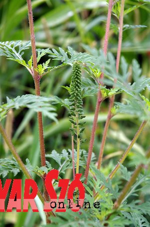 A Városi Kertészet dolgozói összesen 9,5 millió négyzetméteren  folytatják  a  parlagfűirtási akciót (Ótos András felvétele)