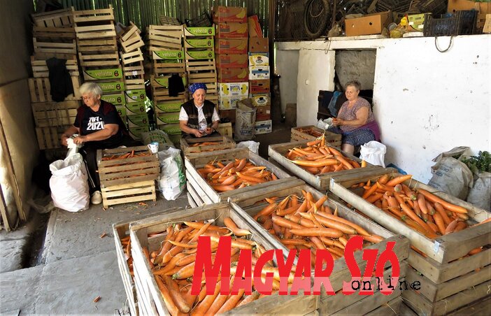 A napszámosok kézzel válogatják a megmosott sárgarépát (Csincsik Zsolt felvétele) A napszámosok kézzel válogatják a megmosott sárgarépát (Csincsik Zsolt felvétele)