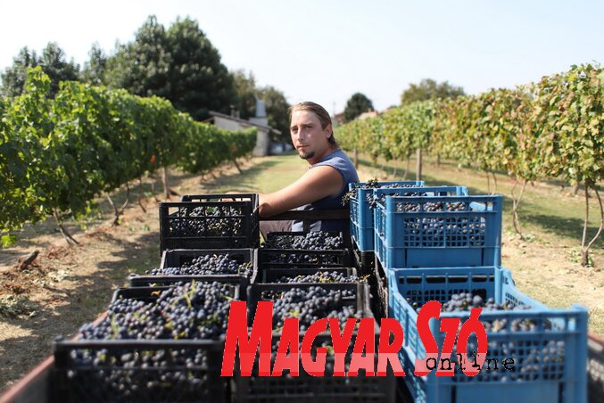 Fekete Andor szőlősgazda maximálisan elégedett az idei terméssel (Lakatos János felvétele)
