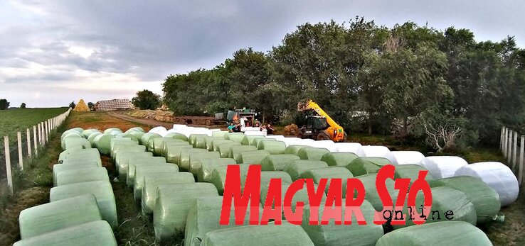 A tehenek nagy mennyiségű, jó minőségű takarmányt igényelnek (Móricz Ildikó felvétele) A tehenek nagy mennyiségű, jó minőségű takarmányt igényelnek (Móricz Ildikó felvétele)